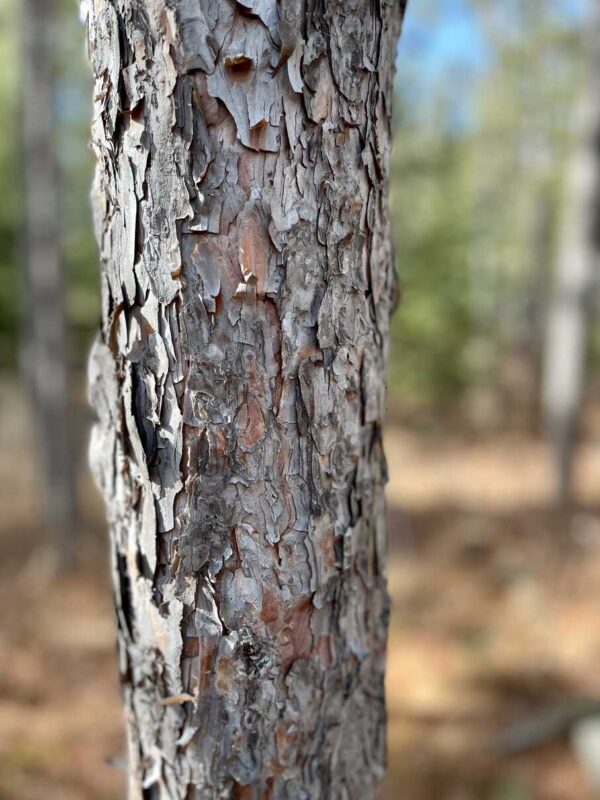 6 ½” Red Pine Trunk