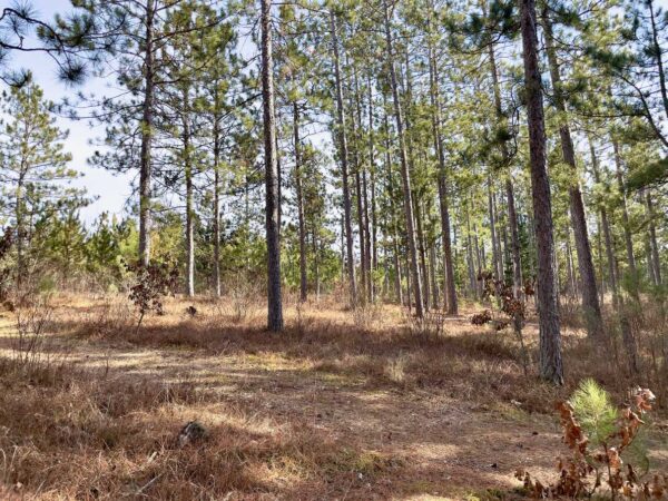 View from a 6 ½” Red Pine in Peaceful Pines.