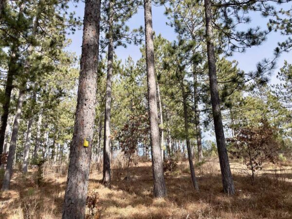 View of a 6 ½” Red Pine in Peaceful Pines.