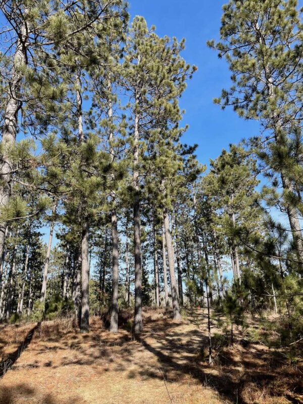 12 ⅜” Red Pine Canopy