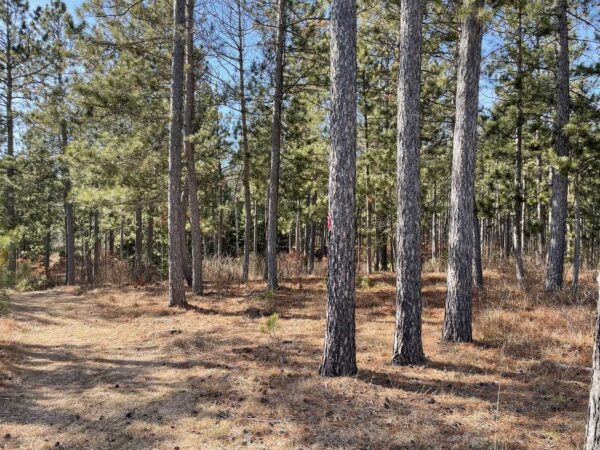 View of a 12 ⅜” Red Pine in Peaceful Pines