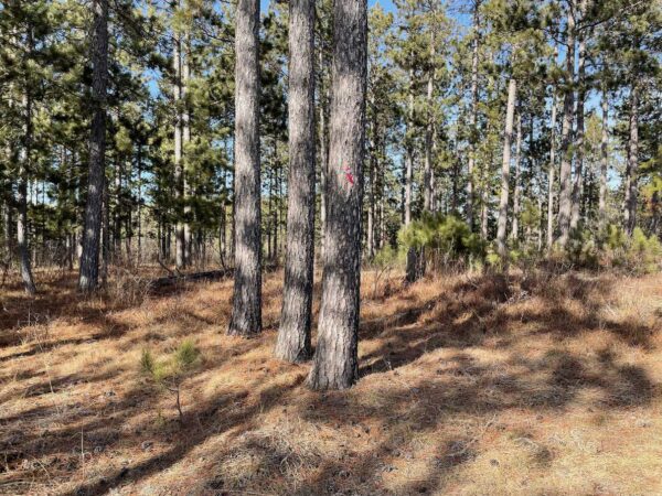 View of a 12 ⅜” Red Pine in Peaceful Pines