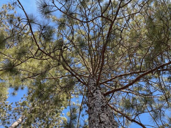 9 ⅝” Red Pine Canopy