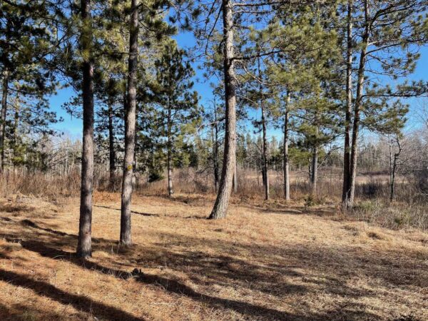 View from a 9 ⅝” Red Pine in Eagle Highlands.