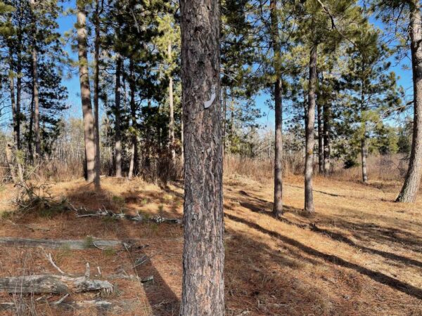 View of a 9 ⅝” Red Pine in Eagle Highlands.