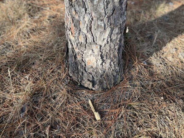 7 ⅝” Red Pine Base