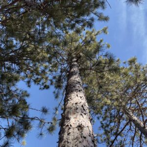 7 ⅝” Red Pine Canopy