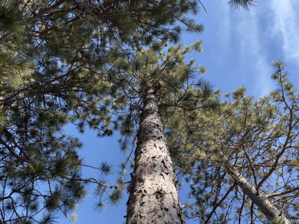 7 ⅝” Red Pine Canopy