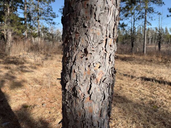 7 ⅝” Red Pine Trunk
