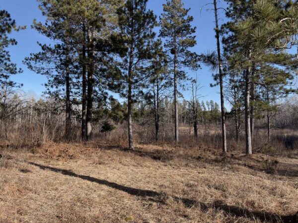 View from a 7 ⅝” Red Pine in Eagle Highlands.
