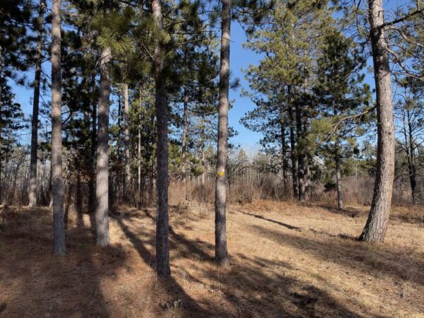 View of a 7 ⅝” Red Pine in Eagle Highlands.