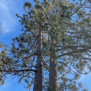 16 ½” Red Pine Canopy