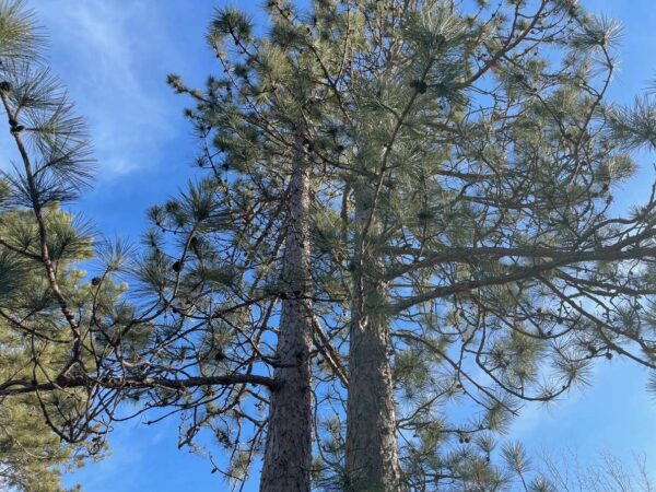 16 ½” Red Pine Canopy