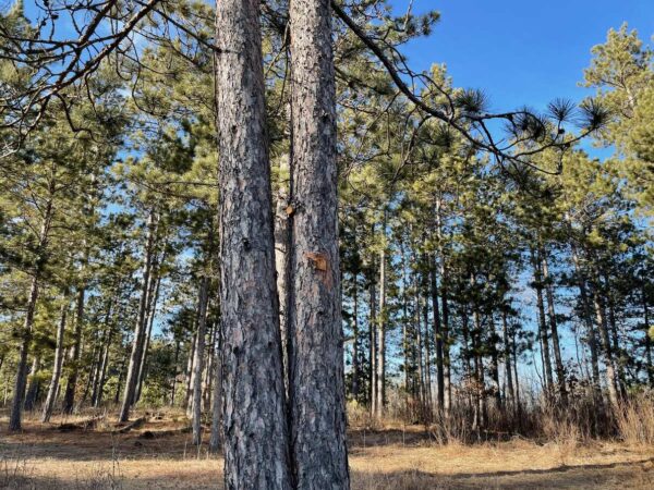 16 ½” Red Pine Trunk