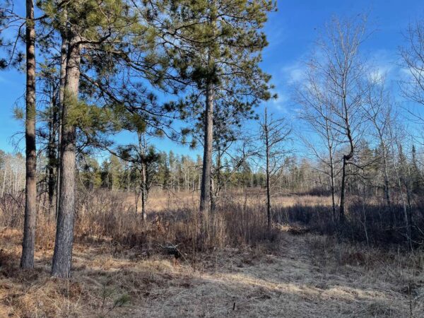 View from a 16 ½” Red Pine in Eagle Highlands.