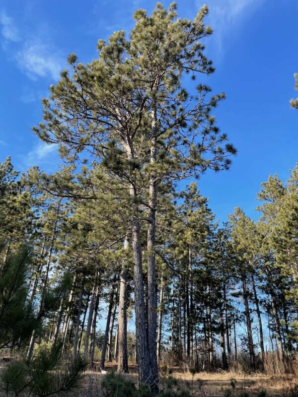 View of a 16 ½” Red Pine in Eagle Highlands.