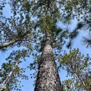 10 ½” Red Pine Canopy