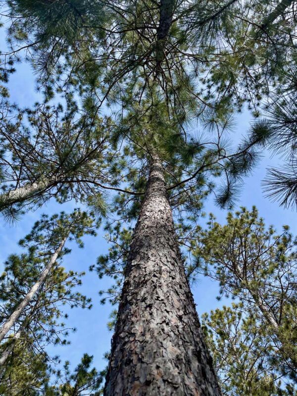 10 ½” Red Pine Canopy