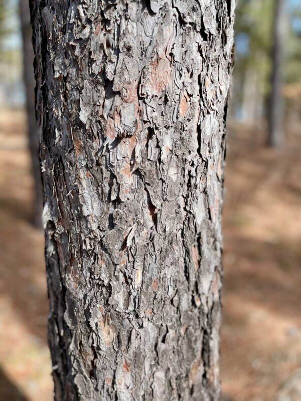 10 ½” Red Pine Trunk