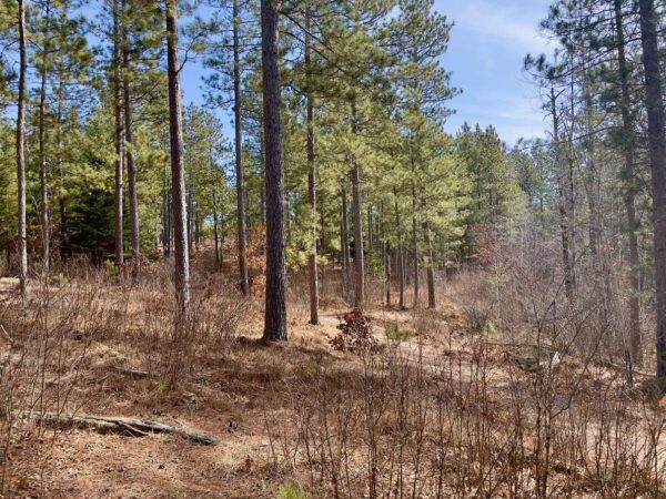 View from a 10 ½” Red Pine in Peaceful Pines.