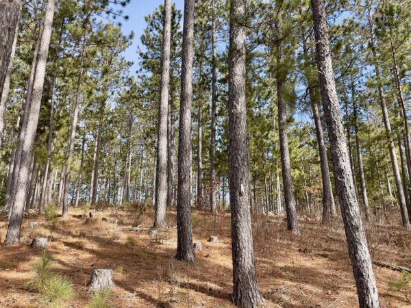 View of a 10 ½” Red Pine in Peaceful Pines.