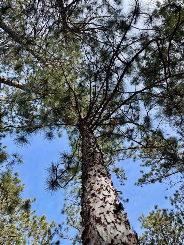 5 ¾” Red Pine Canopy