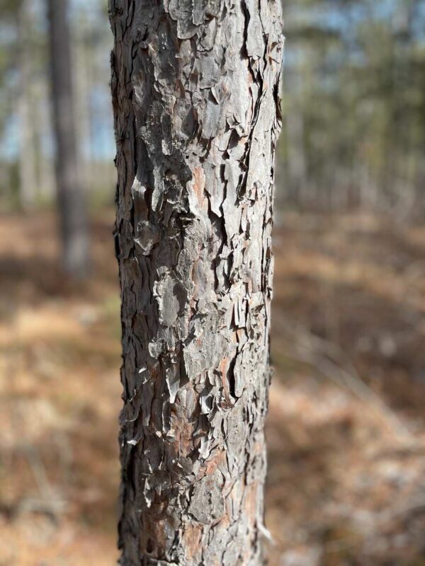 5 ¾” Red Pine Trunk