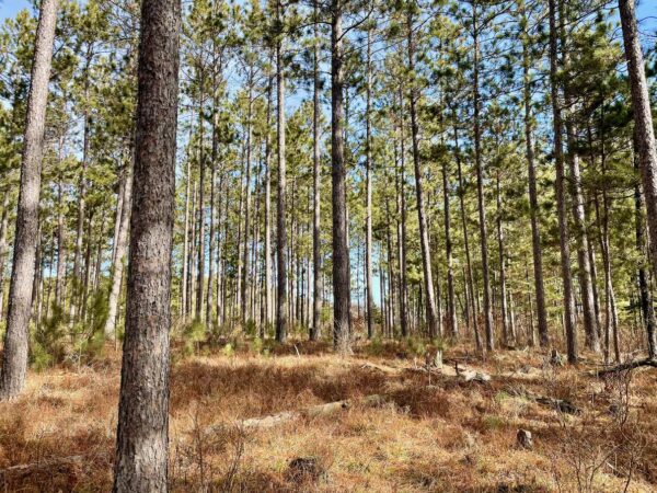 View from a 5 ¾” Red Pine in Peaceful Pines.