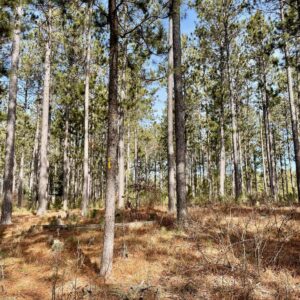 View of a 5 ¾” Red Pine in Peaceful Pines.