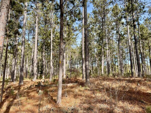 View of a 5 ¾” Red Pine in Peaceful Pines.