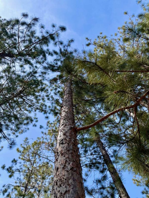 6" Red Pine Canopy