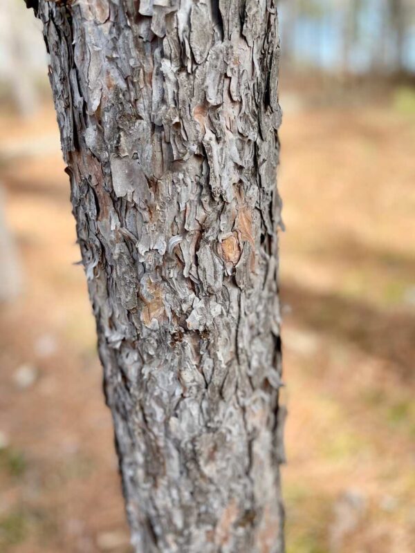 6" Red Pine Trunk