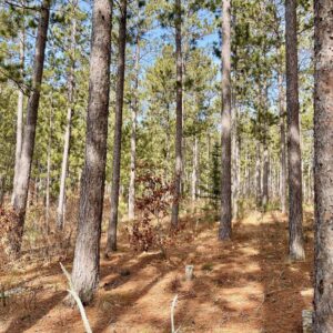 View from a 6" Red Pine in Peaceful Pines.