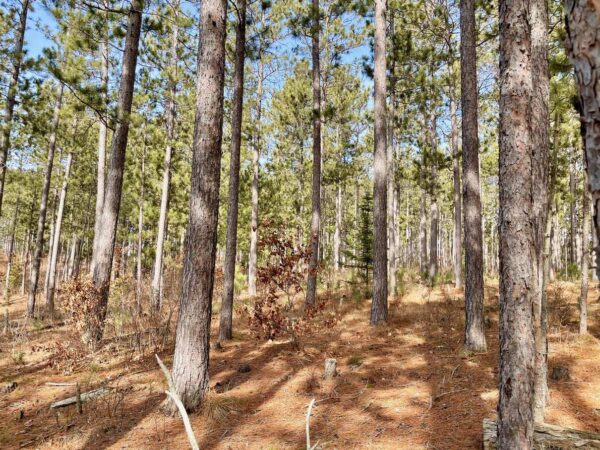 View from a 6" Red Pine in Peaceful Pines.