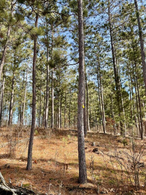 View of a 6" Red Pine in Peaceful Pines.