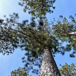 17 ½" Red Pine Canopy