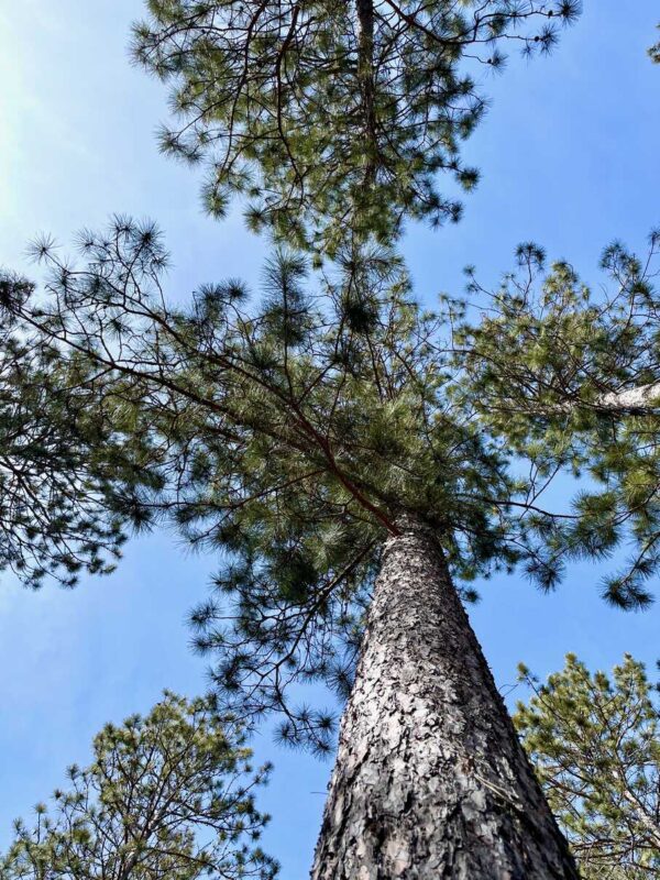 17 ½" Red Pine Canopy