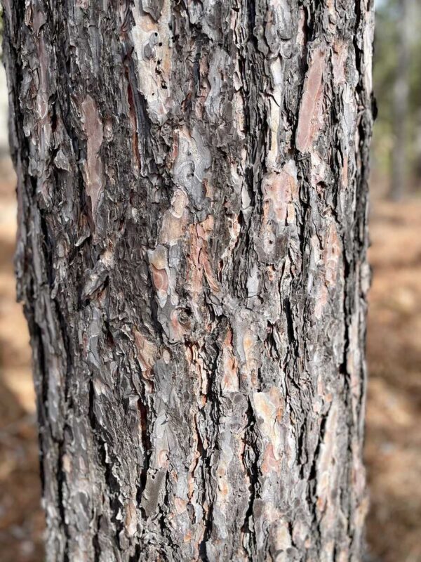 17 ½" Red Pine Trunk