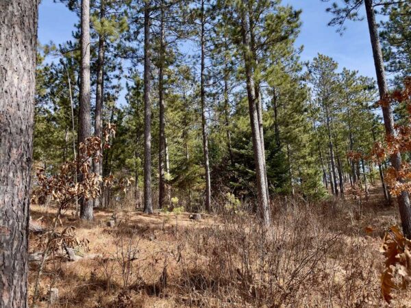 View from a 17 ½" Red Pine in Peaceful Pines.