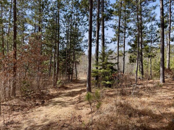 View of a 17 ½" Red Pine in Peaceful Pines.