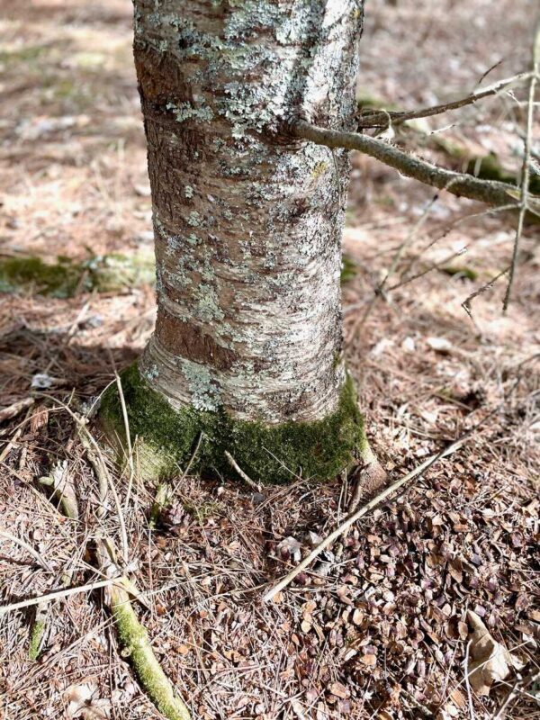 Peaceful Pines Balsam Fir Base