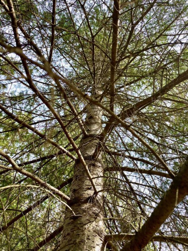 Peaceful Pines Balsam Fir Canopy