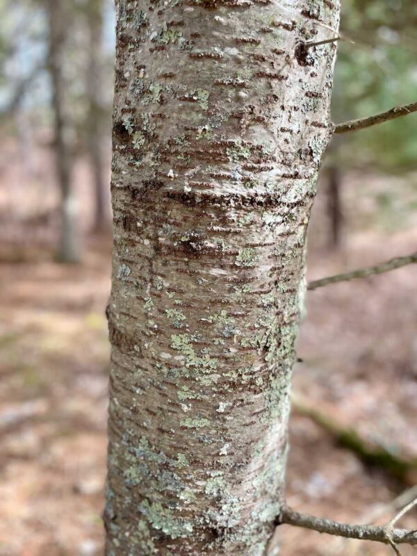 Peaceful Pines Balsam Fir Trunk