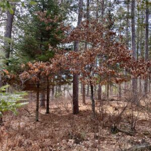 View from a Peaceful Pines Balsam Fir.