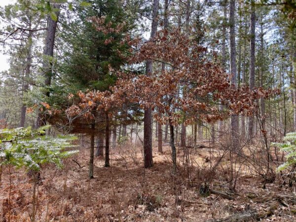 View from a Peaceful Pines Balsam Fir.