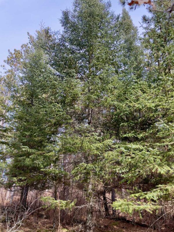 View of a Peaceful Pines Balsam Fir.