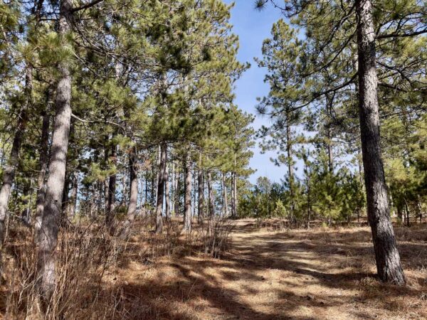 View from a 13 ¼” Red Pine in Peaceful Pines.