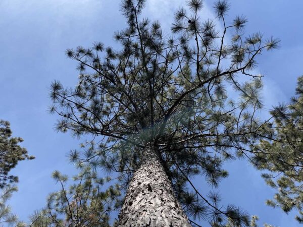 13 ¼” Red Pine Canopy