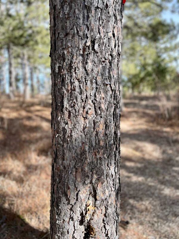 13 ¼” Red Pine Trunk