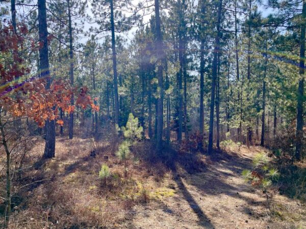 View from a 13 ¼” Red Pine in Peaceful Pines.